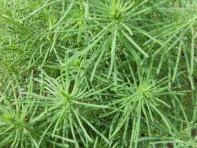 黃須菜的功效與忌諱 黃須菜什么樣的人不能吃