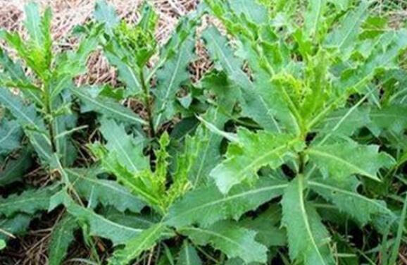 刺兒菜的作用與功效 吃刺兒菜的益處