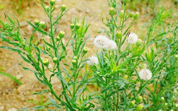 野塘蒿的作用與功效 野塘蒿的不良反應與禁忌