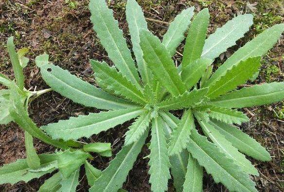 刺兒菜的作用與功效 吃刺兒菜的益處