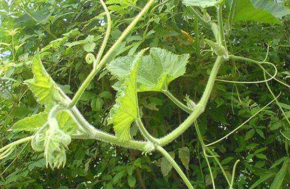 冬瓜須菜的作用與功效