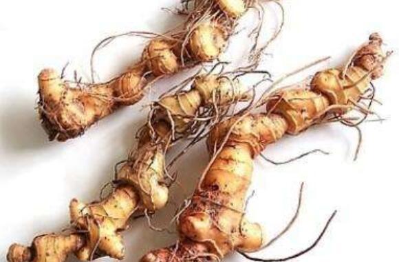野生姜的作用與功效