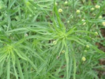 野塘蒿的作用與功效 野塘蒿的不良反應與禁忌