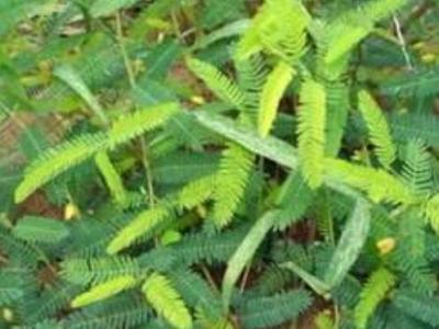 山扁豆的功效與作用