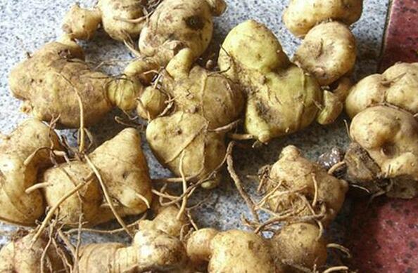 野山姜和巴戟天差別 黃精的功效與作用