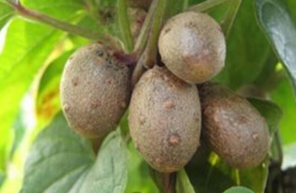 零余子的作用與功效