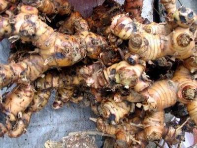 烏野山姜的作用與功效