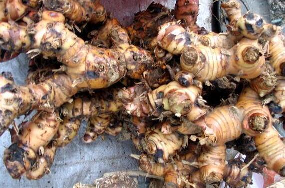 野山姜的作用與功效