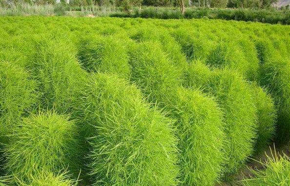 掃帚草的作用與功效 掃帚草的禁忌