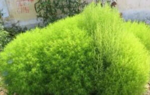 掃帚草的食用方法 掃帚草的吃法