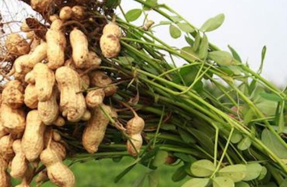 花生秧的作用與功效