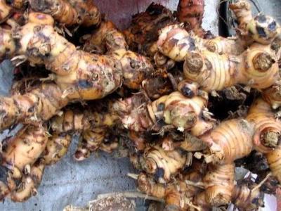 野山姜的作用與功效