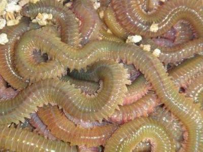 沙蠶的作用與功效 沙蠶的營養成分