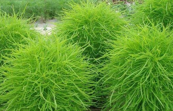 掃帚菜的作用與功效 掃帚菜的不良反應(yīng)