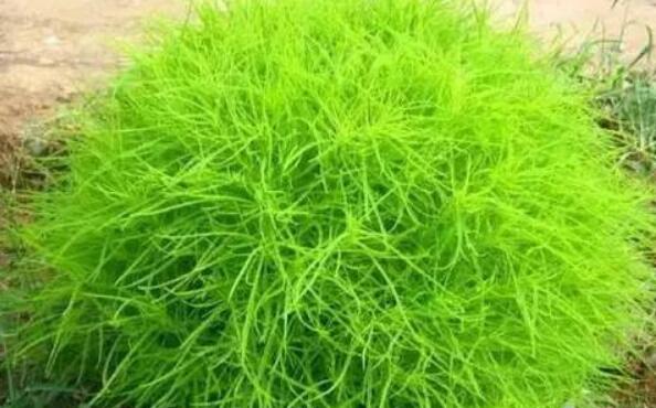 掃帚菜的作用與功效 掃帚菜的不良反應(yīng)