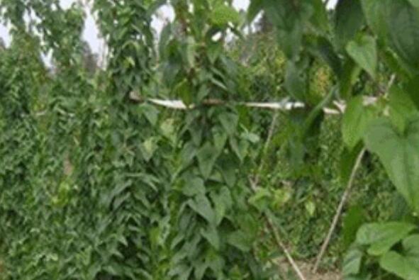 山藥藤如何吃 山藥藤的吃法