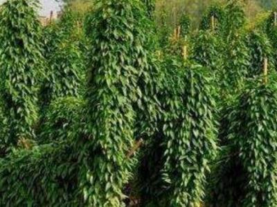 山藥藤怎樣吃 山藥藤的吃法