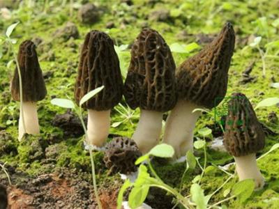 羊肚菌怎樣吃 羊肚菌的吃法
