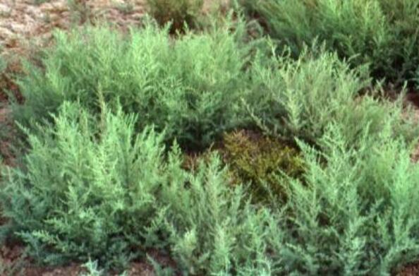 海蓬菜的營養(yǎng)成分 海蓬菜的功效與作用