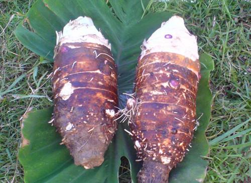 芋頭的作用和功效