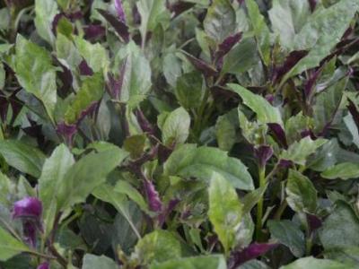 紅鳳菜的作用與功效 吃紅鳳菜的益處