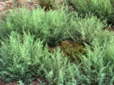 海蓬菜的營養成分 海蓬菜的作用與功效