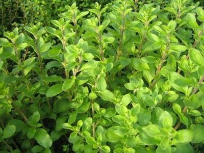 馬郁蘭怎樣服用 馬郁蘭的吃法