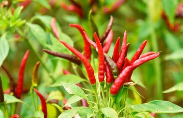 指天椒和小米辣的差別 指天椒的作用與功效
