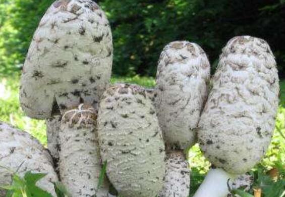 毛頭鬼傘的營養成分 毛頭鬼傘的服用使用價值