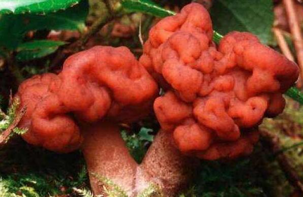 鹿花菌有毒嗎 鹿花菌為什么不能吃