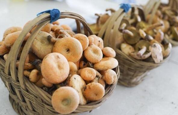 紫花菌的作用與功效 吃紫花菌的益處