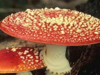 鵝膏菌有毒嗎 鵝膏菌為什么不能吃