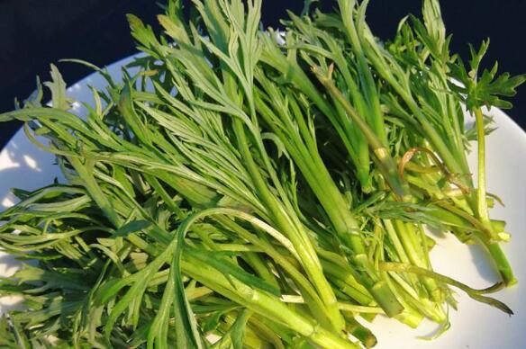 柳蒿芽的功效與作用及吃法