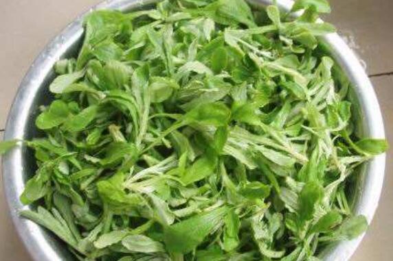 餑餑蒿如何泡茶 餑餑蒿如何吃