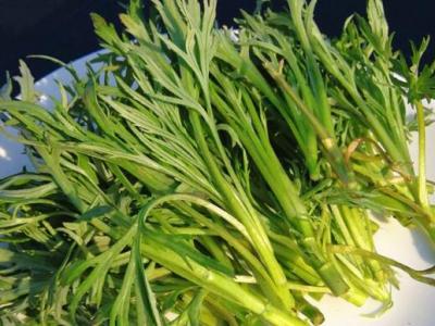 柳蒿芽的作用與功效及吃法