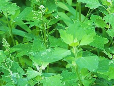 灰菜的作用與功效及不良反應