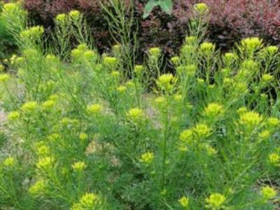 麥蒿的作用與功效 麥蒿的不良反應