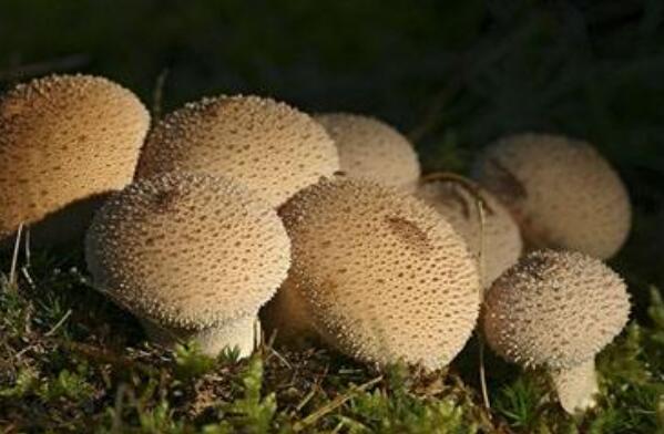 馬勃菌的作用與功效 馬勃菌如何吃