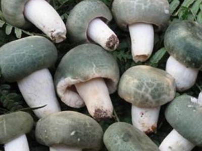 晾干的青頭菌怎樣吃 青頭菌的適當食用方法