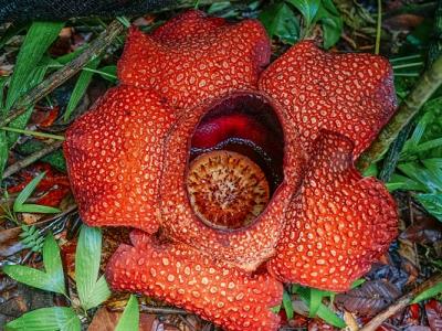 霸王花的作用與功效