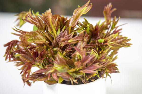 香椿可以曬干保存嗎 香椿怎么曬干-易網<a href=http://www.xllyou.com/ target=_blank class=infotextkey>健康養生</a>網 香椿可以曬干保存嗎 香椿怎么曬干