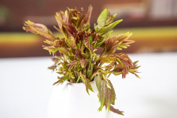 香椿可以吃到什么季節 四月份適合吃什么蔬菜-易網健康<a href=http://www.xllyou.com/jkys/ target=_blank class=infotextkey>養生</a>網 香椿可以吃到什么季節 四月份適合吃什么蔬菜