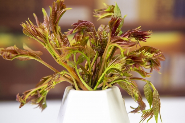 男人吃香椿壯陽嗎 香椿的功效與作用-易網<a href=http://www.xllyou.com/ target=_blank class=infotextkey>健康養生</a>網 男人吃香椿壯陽嗎 香椿的功效與作用