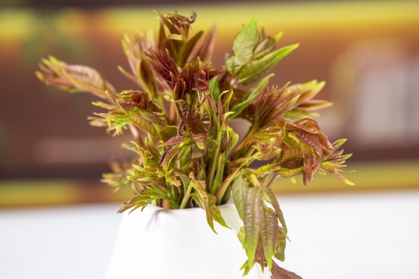 懷孕可以吃香椿炒雞蛋嗎 懷孕吃什么堅果好-易網健康<a href=http://www.xllyou.com/jkys/ target=_blank class=infotextkey>養生</a>網 懷孕可以吃香椿炒雞蛋嗎 懷孕吃什么堅果好