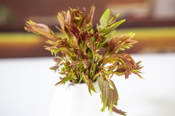 香椿芽幾月份就不能吃了 適合谷雨節氣吃的蔬菜-易網健康<a href=http://www.xllyou.com/jkys/ target=_blank class=infotextkey>養生</a>網 香椿芽幾月份就不能吃了 適合谷雨節氣吃的蔬菜