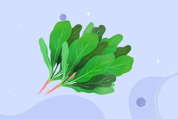菠菜不可以和什么一起吃 菠菜的功效作用-易網<a href=http://www.xllyou.com/ target=_blank class=infotextkey>健康養生</a>網 菠菜不可以和什么一起吃 菠菜的功效作用