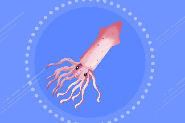 魷魚(yú)不可以和什么一起吃 魷魚(yú)的日常簡(jiǎn)單吃法-易網(wǎng)<a href=http://www.xllyou.com/ target=_blank class=infotextkey>健康養(yǎng)生</a>網(wǎng) 魷魚(yú)不可以和什么一起吃 魷魚(yú)的日常簡(jiǎn)單吃法