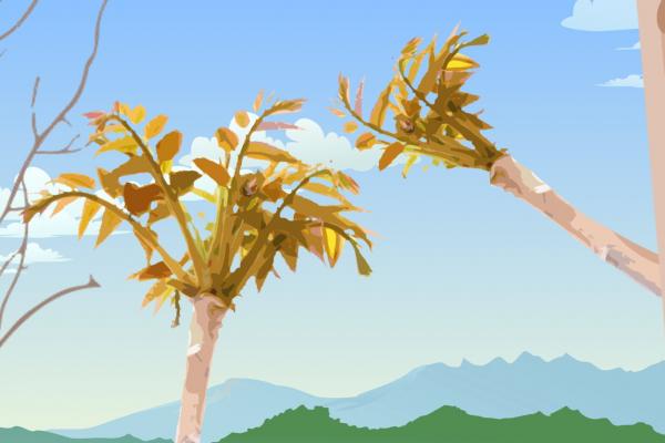 香椿芽必須要焯水才能吃嗎 香椿木泡水的功效-易網<a href=http://www.xllyou.com/ target=_blank class=infotextkey>健康養生</a>網 香椿芽必須要焯水才能吃嗎 香椿木泡水的功效