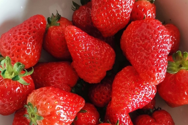 草莓一天最多吃幾顆 草莓甜品的做法-易網健康<a href=http://www.xllyou.com/jkys/ target=_blank class=infotextkey>養生</a>網 草莓一天最多吃幾顆 草莓甜品的做法