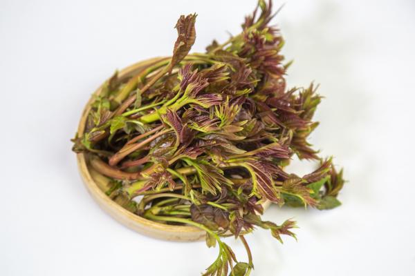 香椿芽可以生吃嗎 如何采摘新鮮的香椿芽